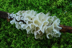 Calyptella sp.