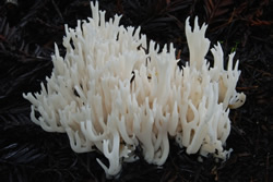Ramaropsis kunzei