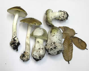 club death cap
