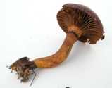 Chroogomphus vinicolor